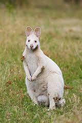 Kanguruların Yaşam Şekli Nasıldır?