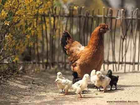 Tavukların Yaşam Döngüsü