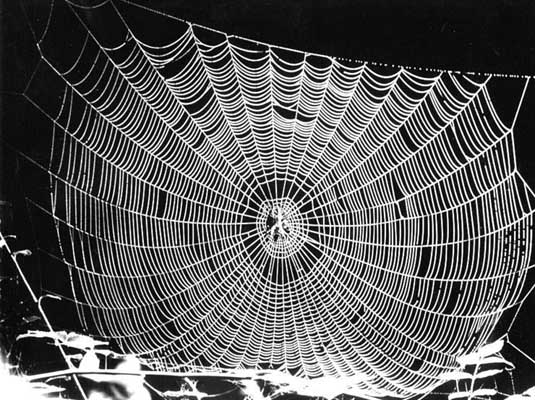 Örümcek ağının özelliği nedir?